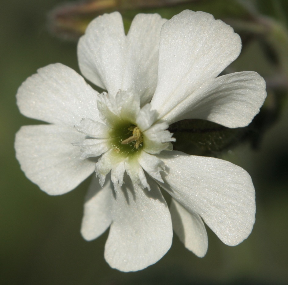 Изображение особи Melandrium latifolium.