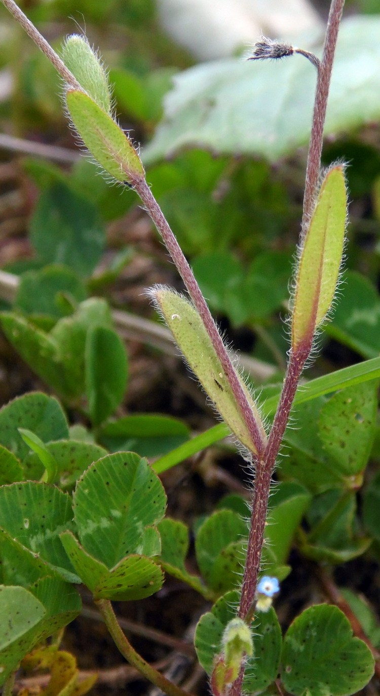 Image of Myosotis micrantha specimen.