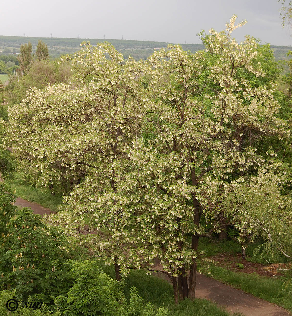 Изображение особи Robinia pseudoacacia.