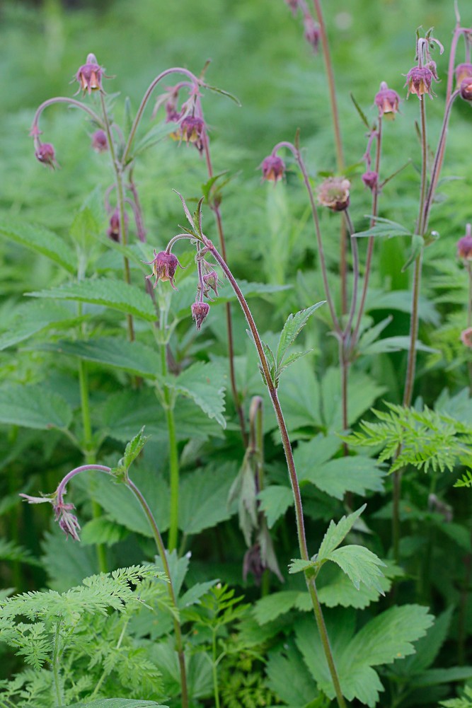 Image of Geum rivale specimen.