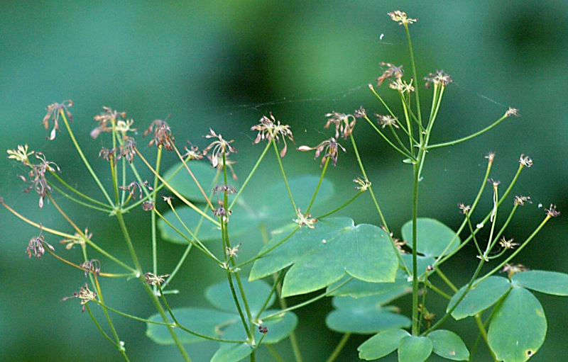 Image of Thalictrum aquilegiifolium specimen.