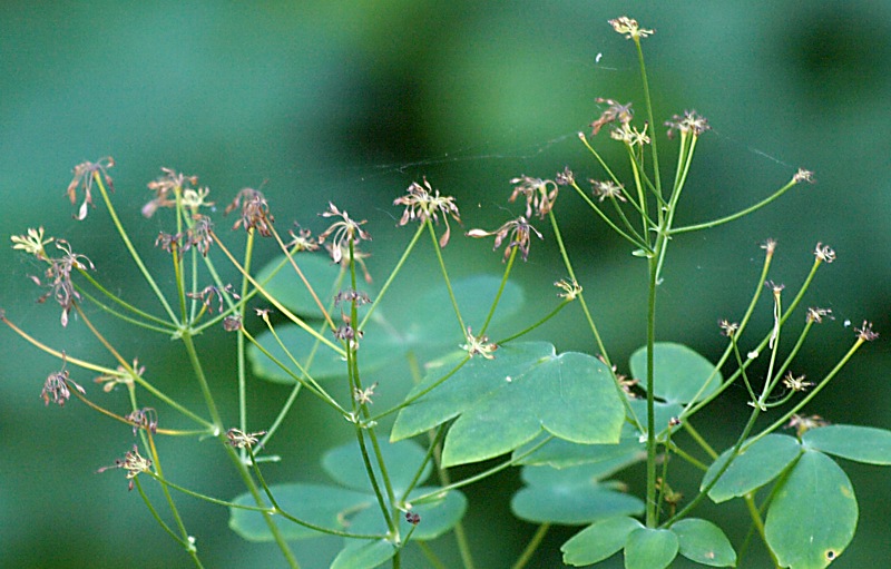 Изображение особи Thalictrum aquilegiifolium.