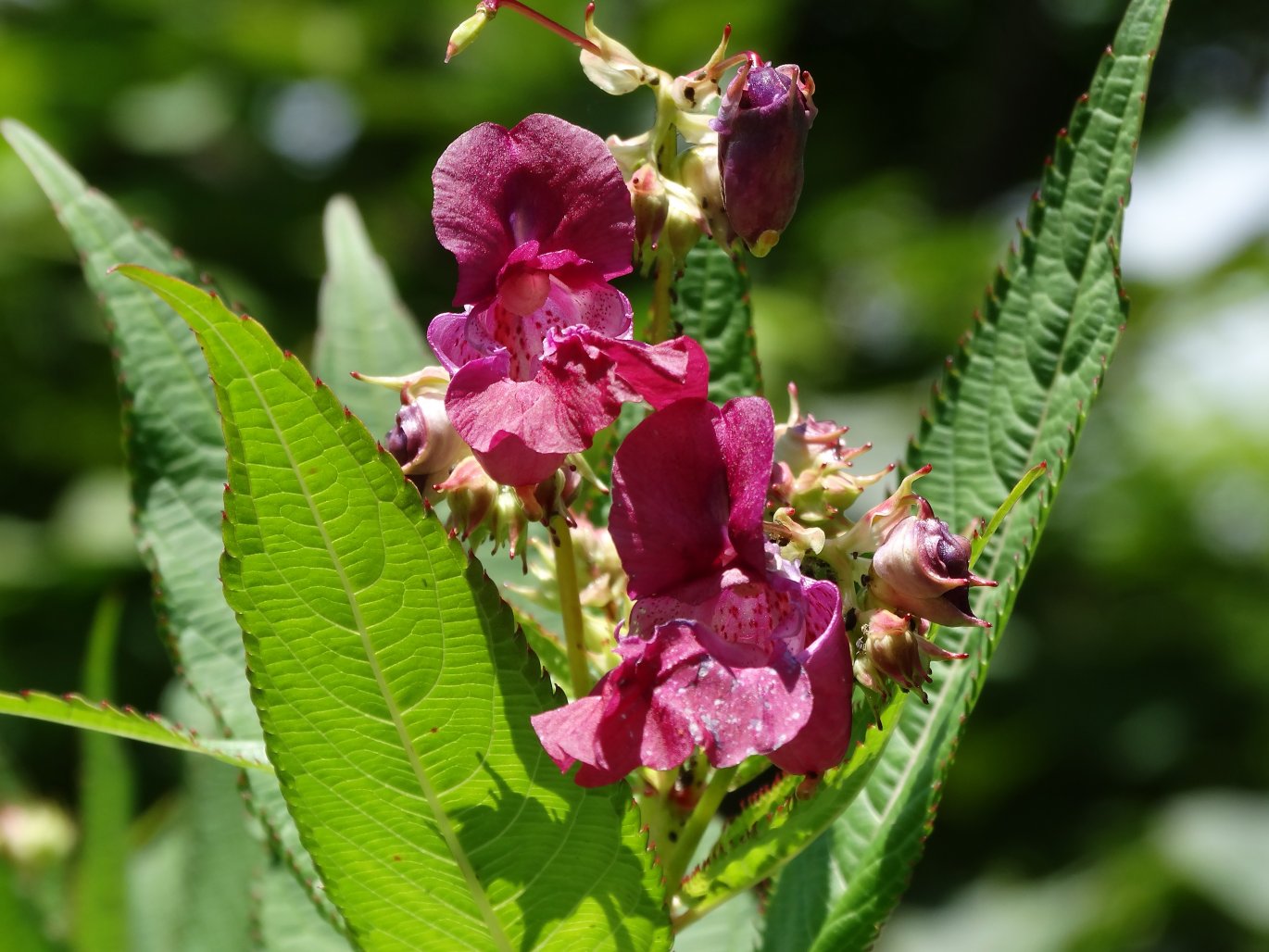 Image of Impatiens glandulifera specimen.