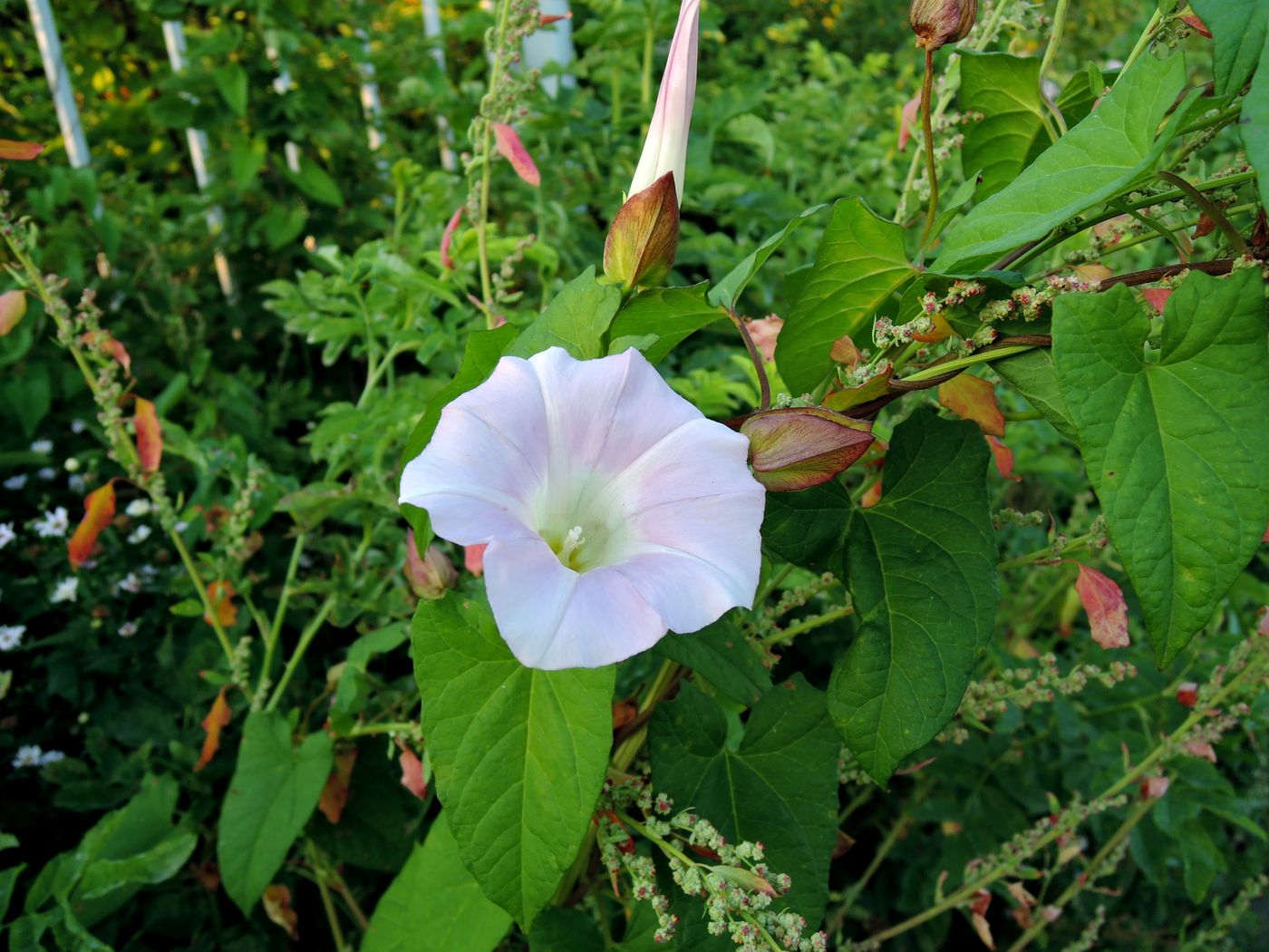 Изображение особи Calystegia inflata.