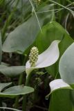 Calla palustris