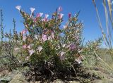 Convolvulus gortschakovii