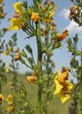 Verbascum &times; pseudoblattaria