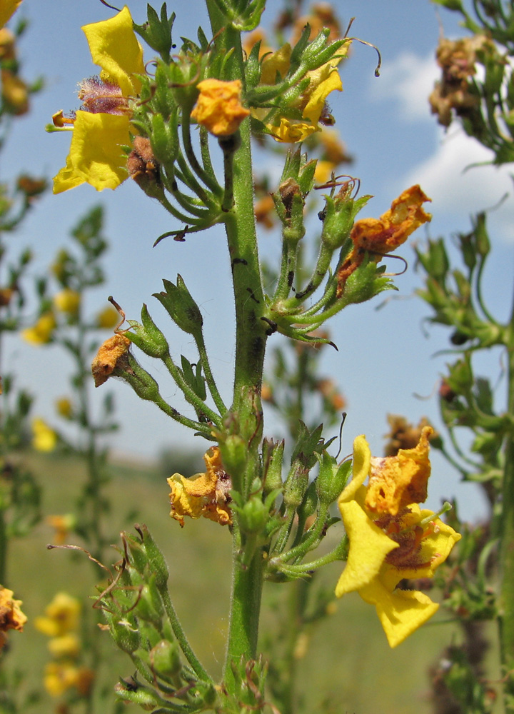Image of Verbascum × pseudoblattaria specimen.