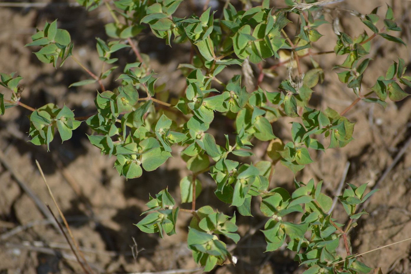 Image of Euphorbia falcata specimen.