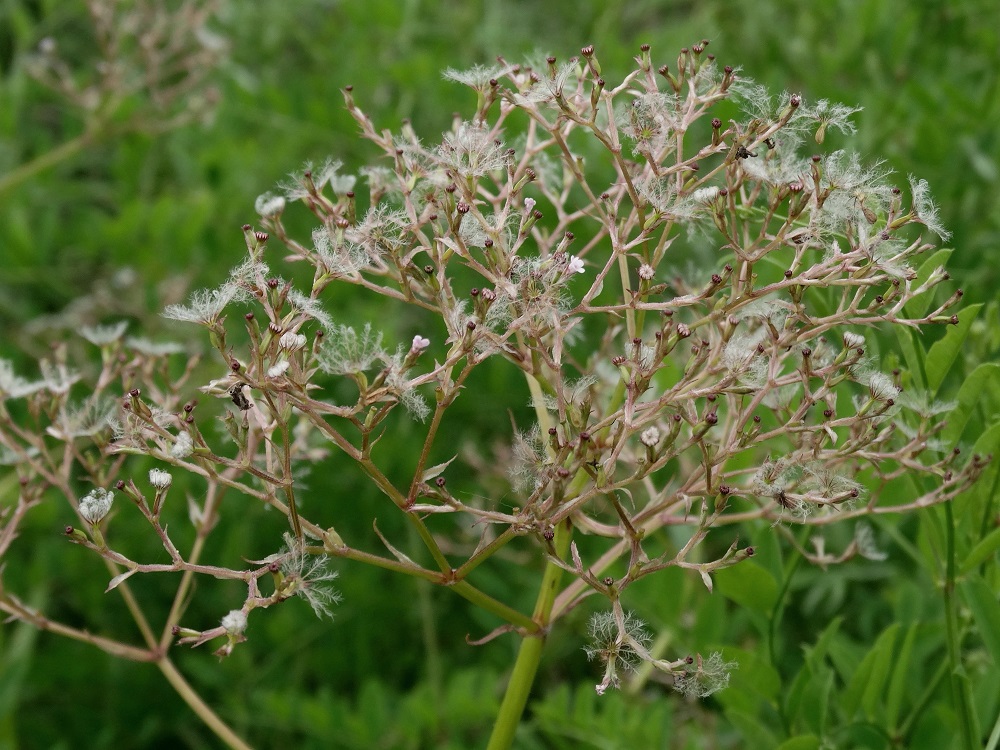 Изображение особи Valeriana alternifolia.