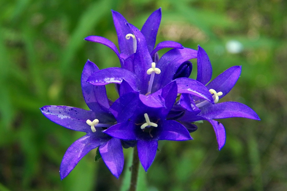 Изображение особи Campanula glomerata.