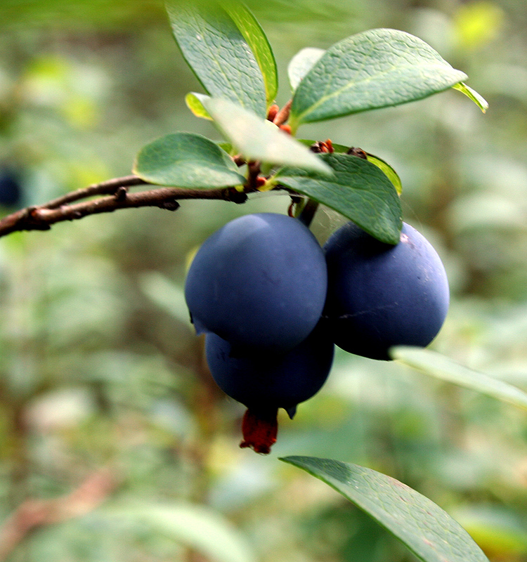 Image of Vaccinium uliginosum specimen.