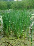 Typha latifolia. Вегетирующие растения. Камчатский край, Петропавловск-Камчатский городской округ, Октябрьский р-н, береговая черта озера Култучного. 30.07.2016.