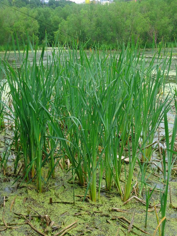 Изображение особи Typha latifolia.