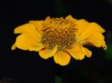 Zinnia elegans