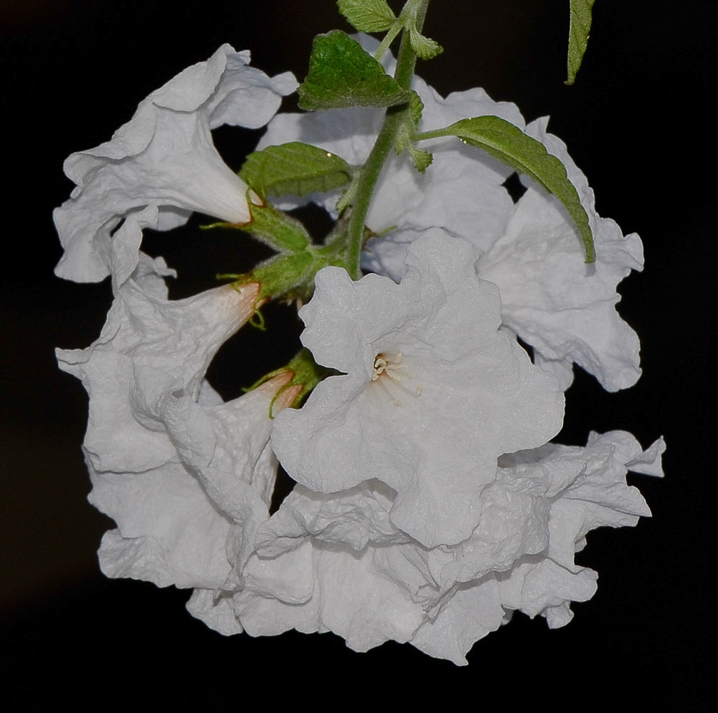 Image of Cordia parvifolia specimen.