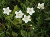 Parnassia palustris. Цветки. Приморье, окр. г. Находка, сырой луг. 28.08.2016.