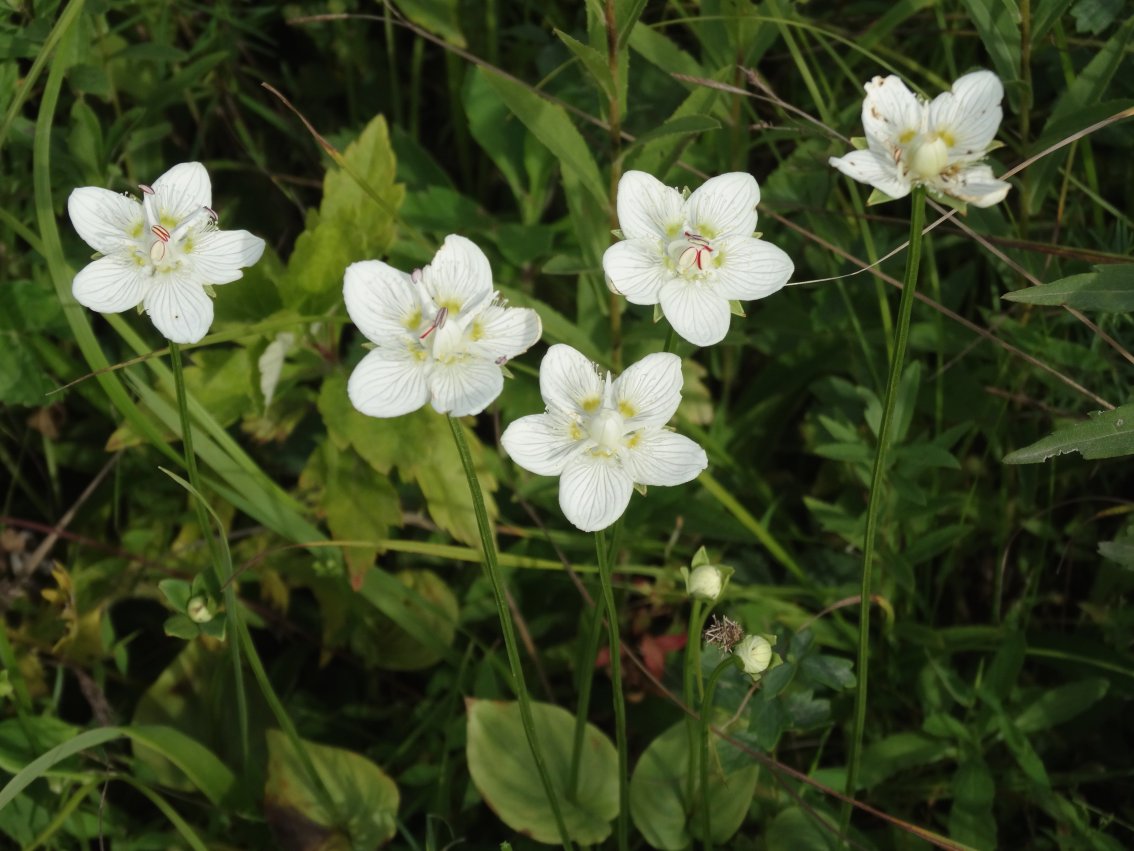 Изображение особи Parnassia palustris.