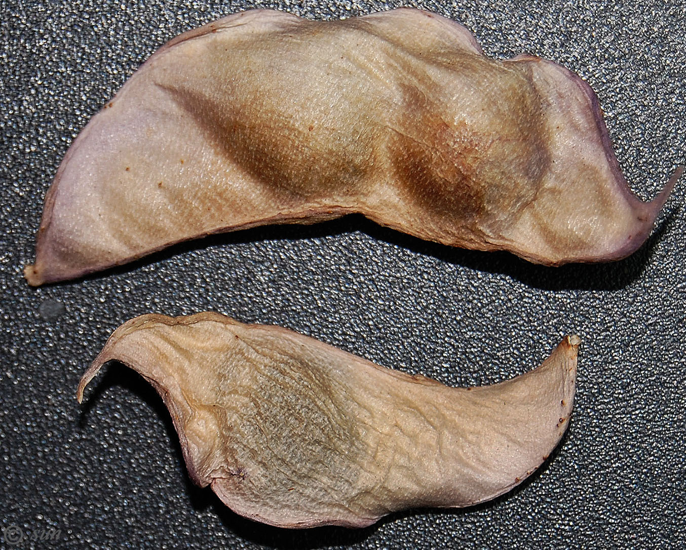 Image of Dolichos purpureus specimen.
