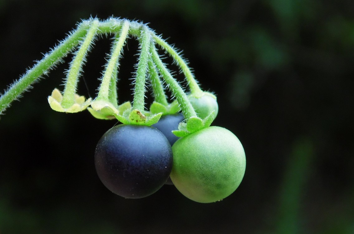 Изображение особи Solanum nigrum ssp. schultesii.