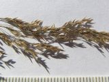 Poa araratica