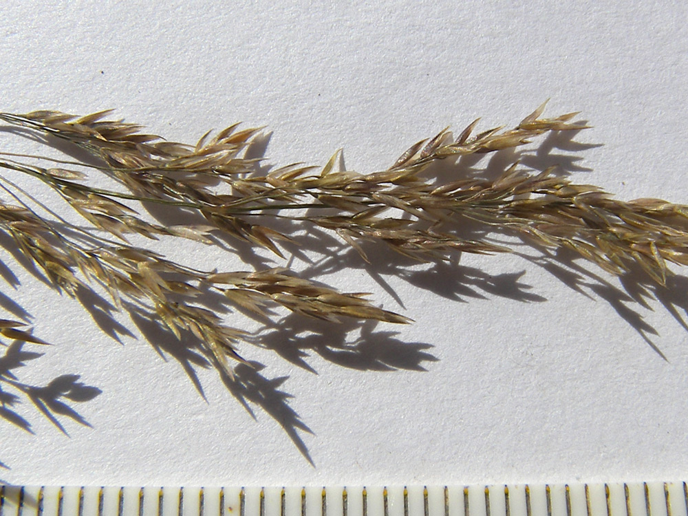 Image of Poa araratica specimen.