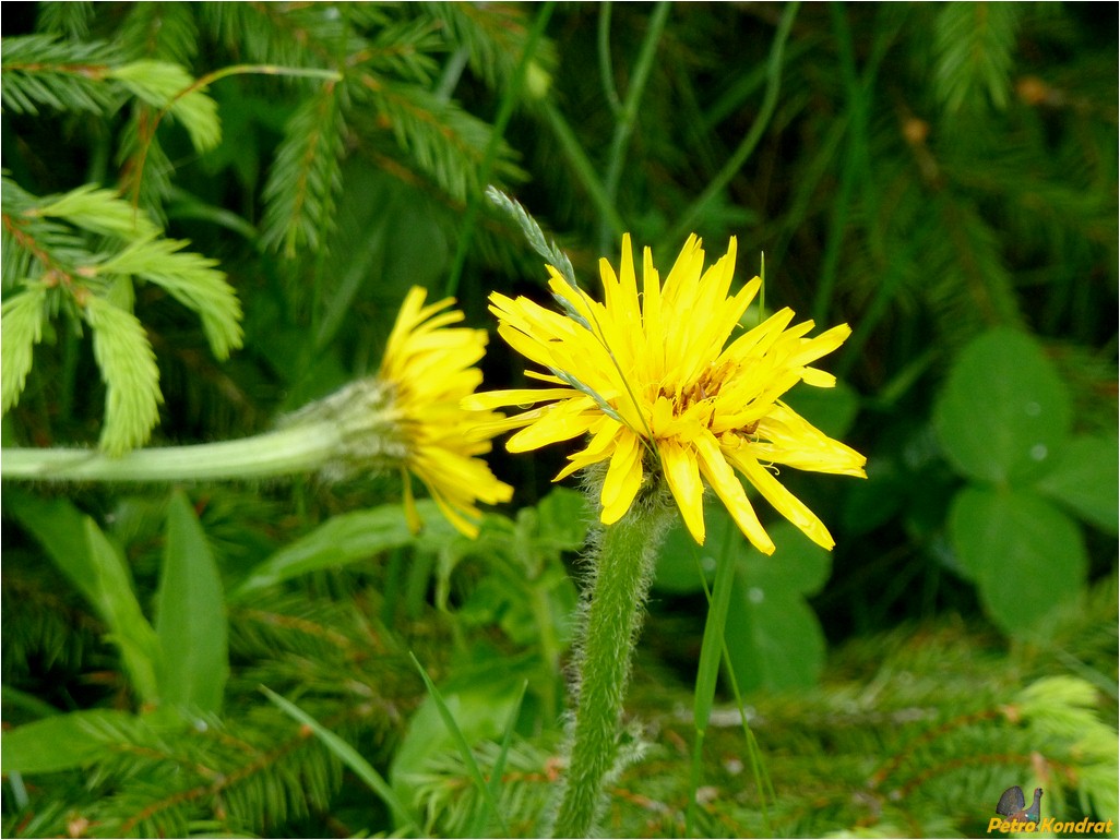 Image of Trommsdorffia uniflora specimen.