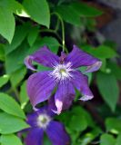 Clematis &times; jackmanii