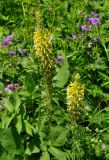 Pedicularis condensata