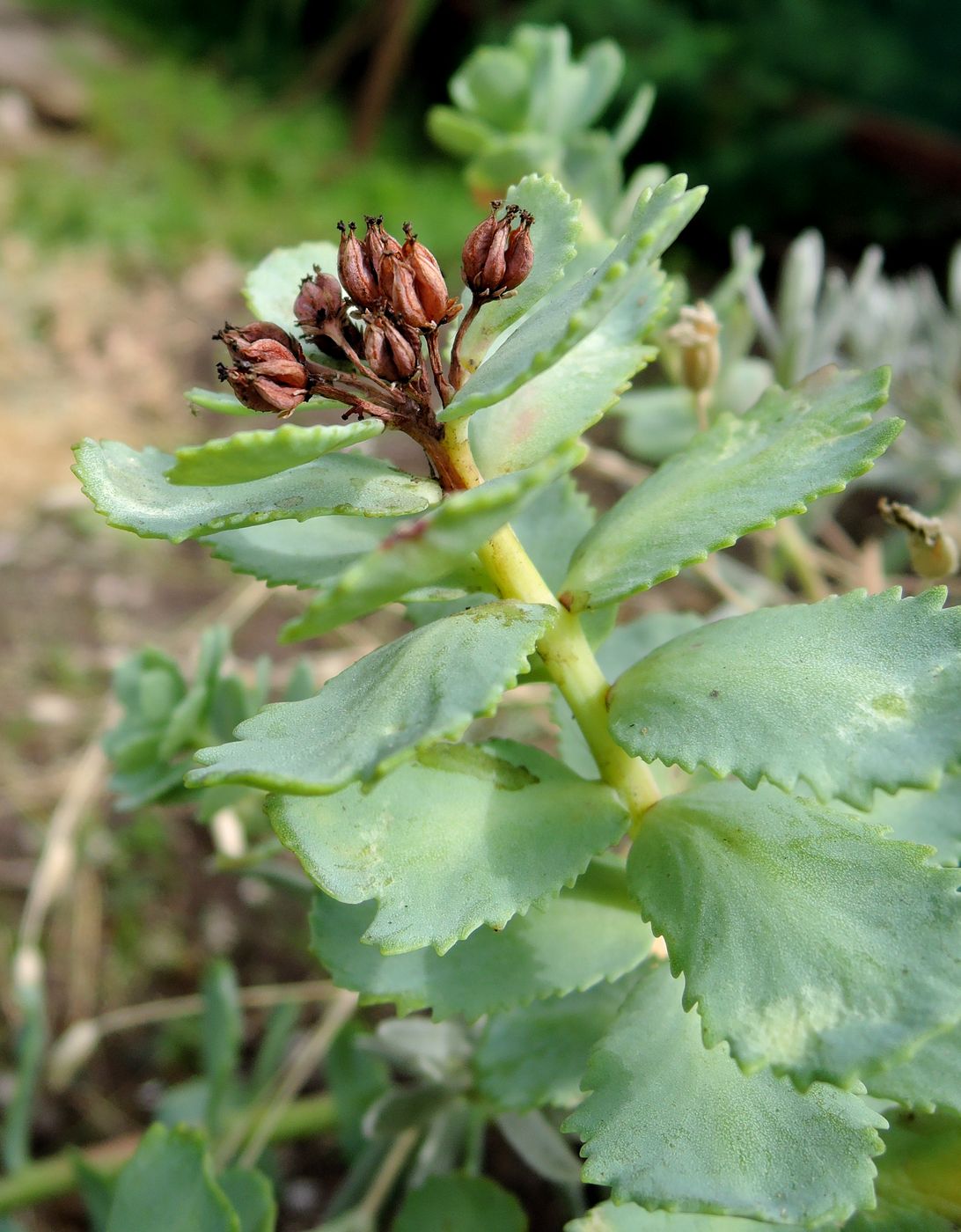 Image of Rhodiola rosea specimen.