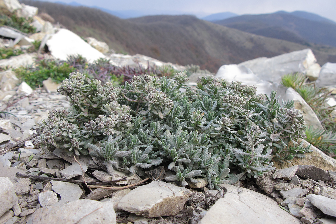 Изображение особи Teucrium capitatum.