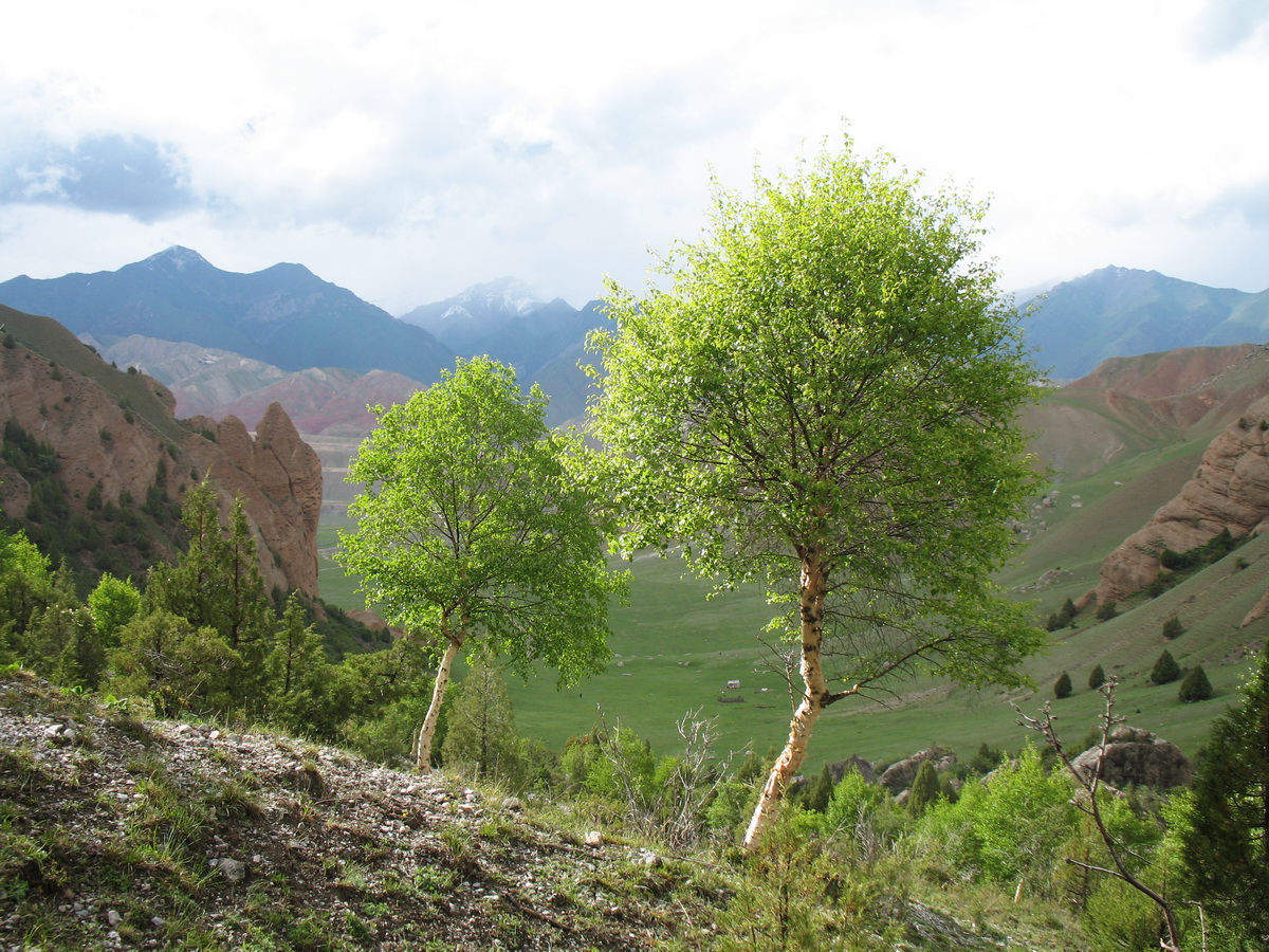 Изображение особи Betula turkestanica.