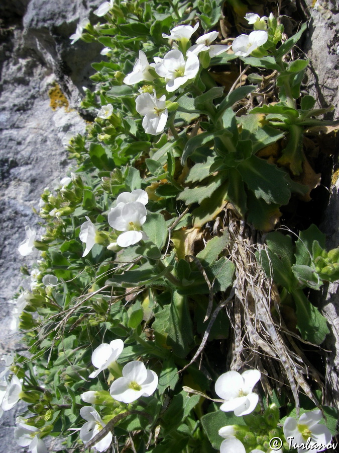 Изображение особи Arabis caucasica.
