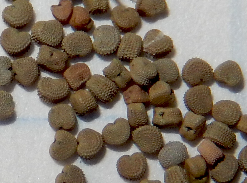 Image of Pleconax conica specimen.