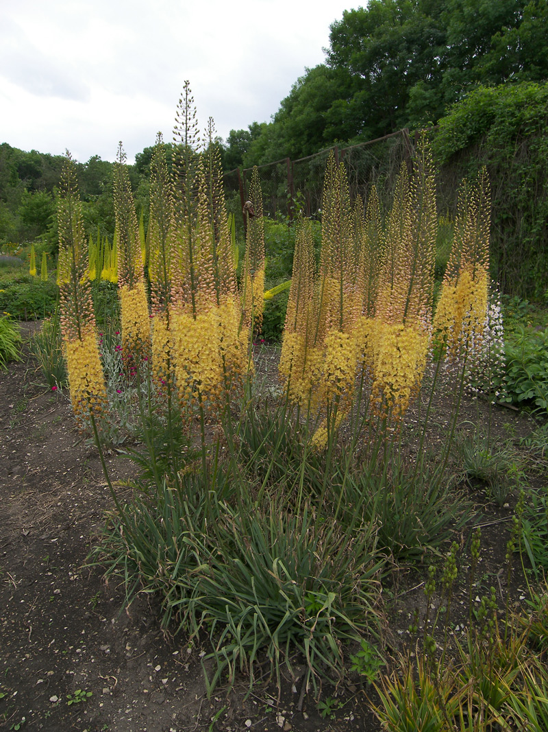 Изображение особи Eremurus &times; isabellinus.