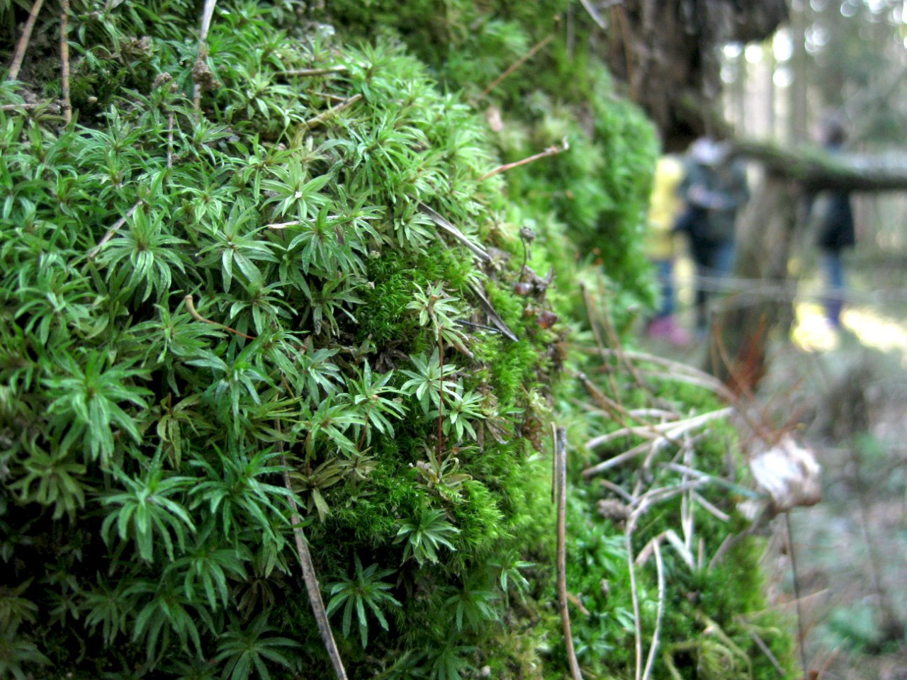 Image of Atrichum undulatum specimen.