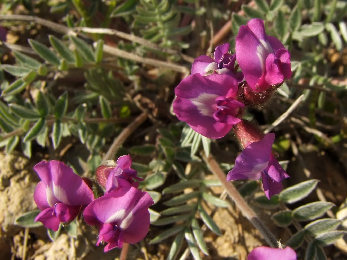Image of Oxytropis exserta specimen.