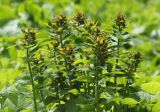 Euphorbia macroceras. Верхние части цветущих растений. Западный Кавказ, м/о город-курорт Сочи, окр. с. Эстосадок, хр. Псехако, субальпийский луг, выс. ≈ 1850 м н.у.м. 8 июня 2016 г.