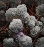 Cladonia stellaris