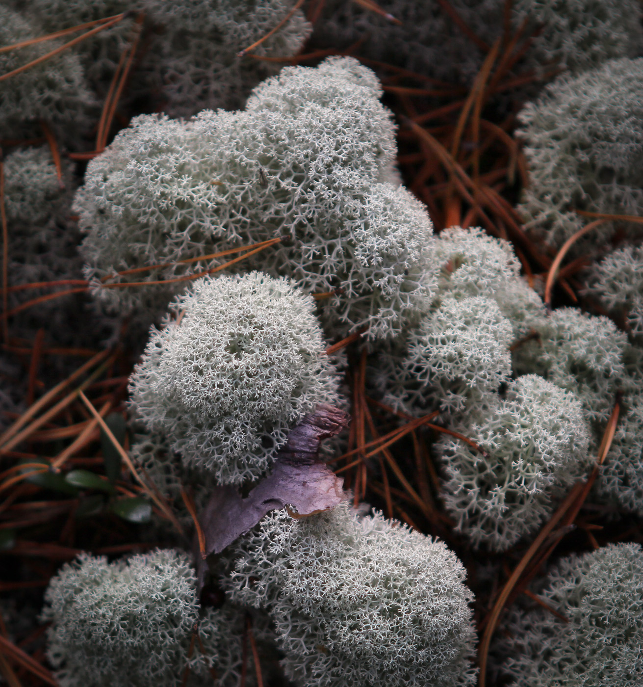 Image of Cladonia stellaris specimen.