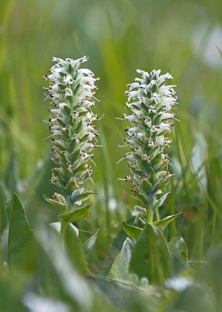 Изображение особи Lagotis integrifolia.