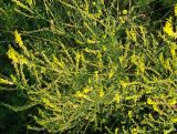 Melilotus officinalis