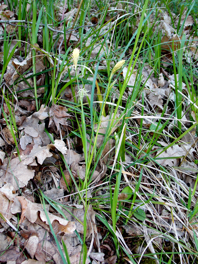 Изображение особи Carex michelii.