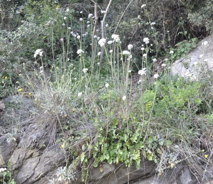 Изображение особи Valeriana dioscoridis.