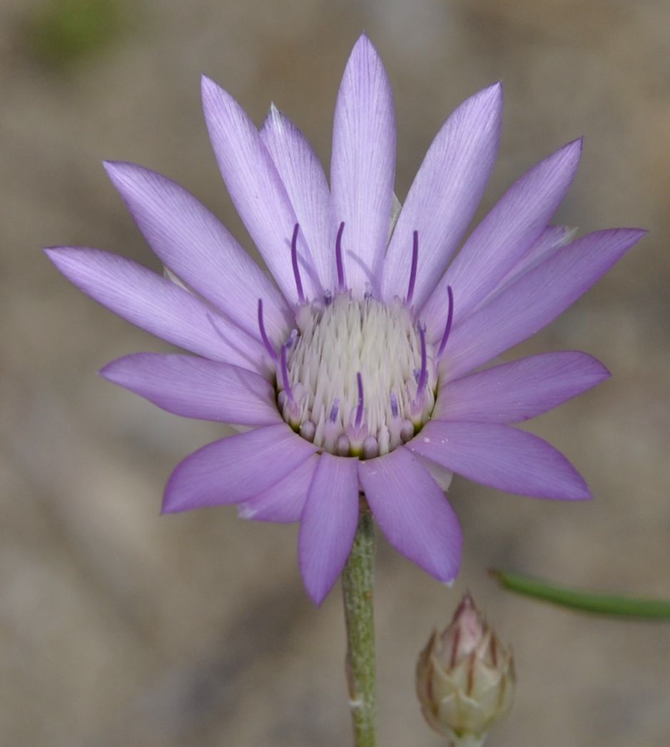 Изображение особи Xeranthemum annuum.