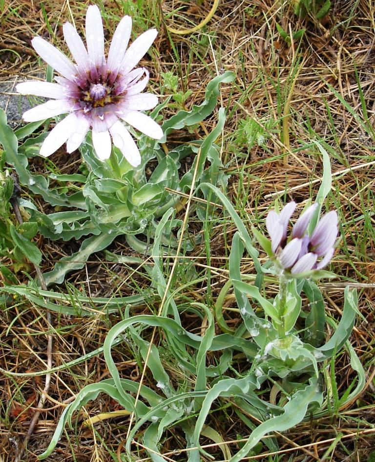 Изображение особи Tragopogon sosnowskyi.