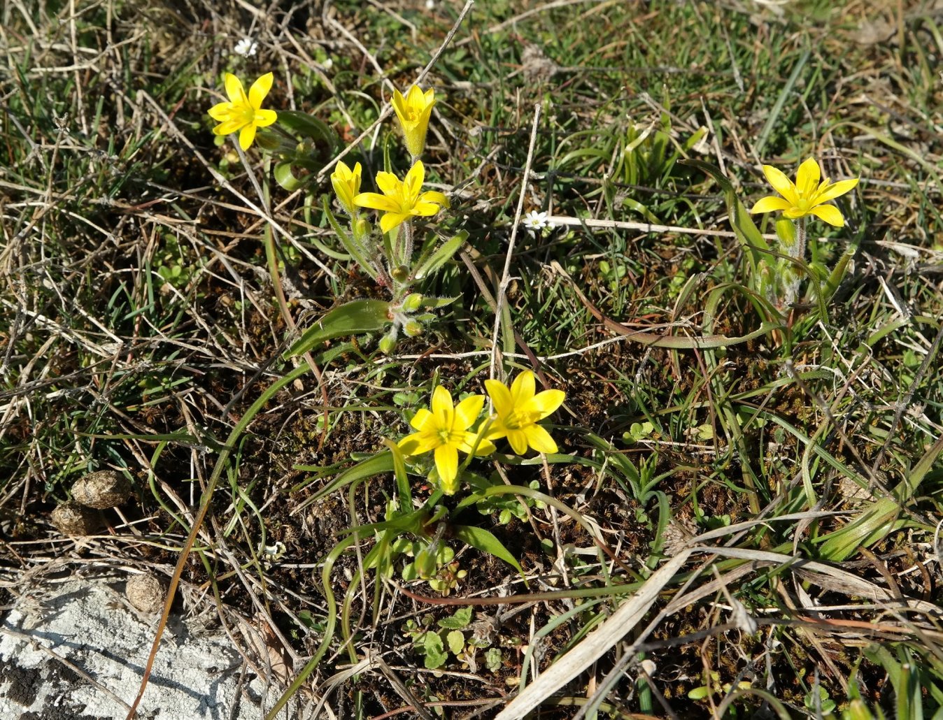 Image of Gagea granatellii specimen.