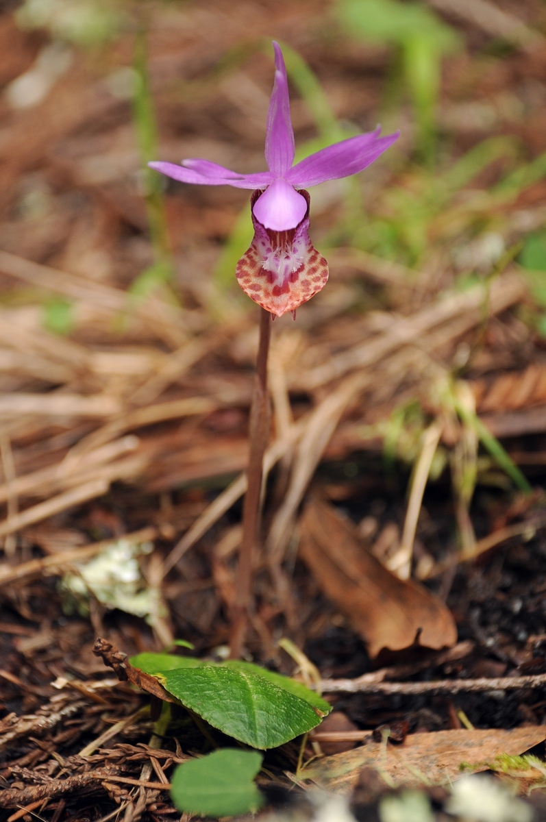 Изображение особи Calypso bulbosa var. occidentalis.