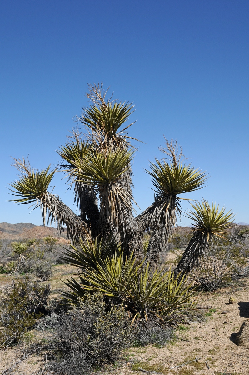 Image of Yucca schidigera specimen.
