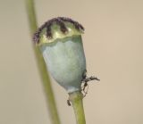 Papaver lecoqii